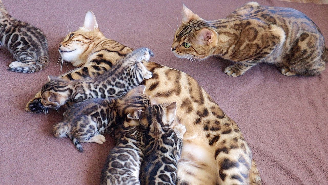 Lioness Lola gave birth to triplet cubs at Chelyabinsk . (Video)
