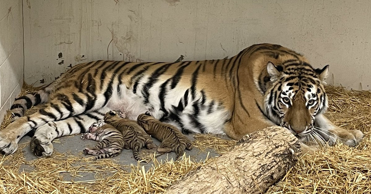 Lioness Lola gave birth to triplet cubs at Chelyabinsk . (Video)