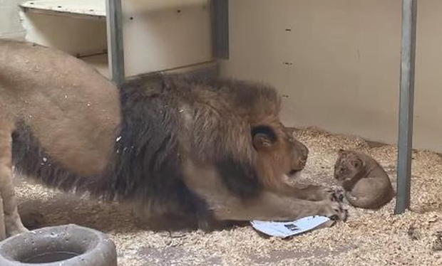 Lioness Lola gave birth to triplet cubs at Chelyabinsk . (Video)