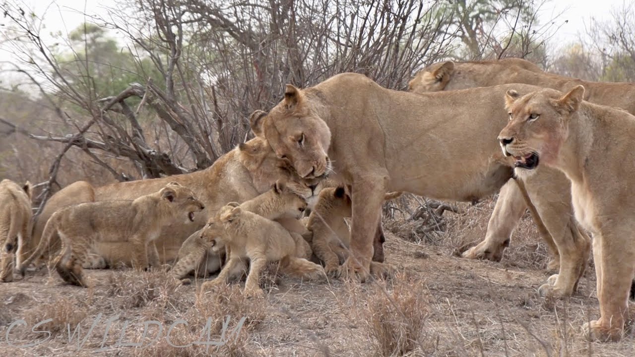 Lioness Lola gave birth to triplet cubs at Chelyabinsk . (Video)