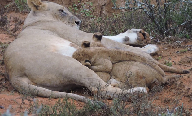 Lioness Lola gave birth to triplet cubs at Chelyabinsk . (Video)
