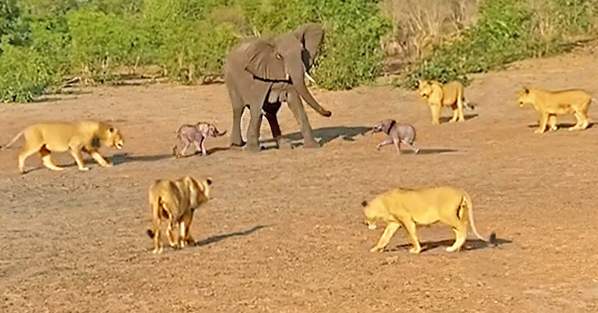 Lioness Lola gave birth to triplet cubs at Chelyabinsk . (Video)