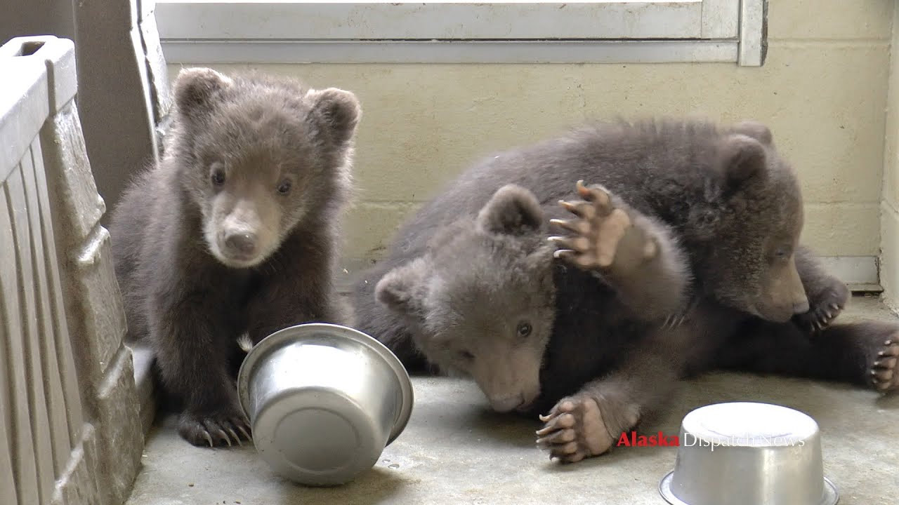 Lioness Lola gave birth to triplet cubs at Chelyabinsk . (Video)
