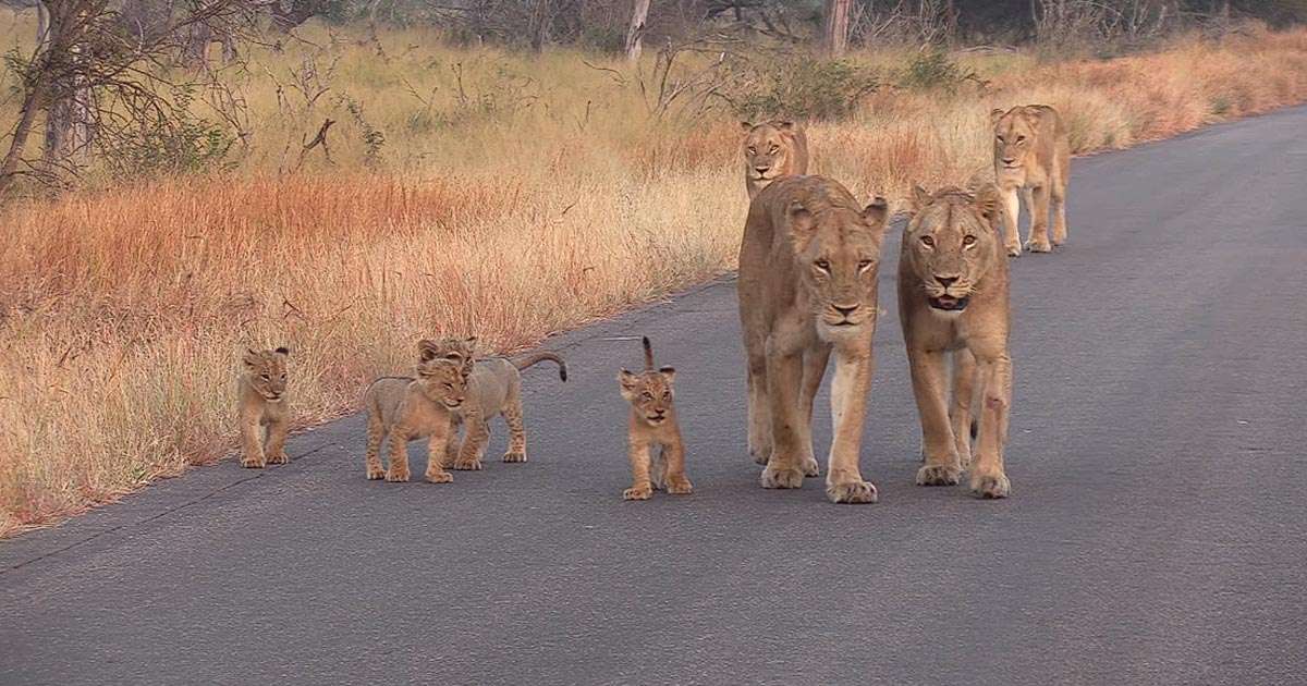 Lioness Lola gave birth to triplet cubs at Chelyabinsk . (Video)