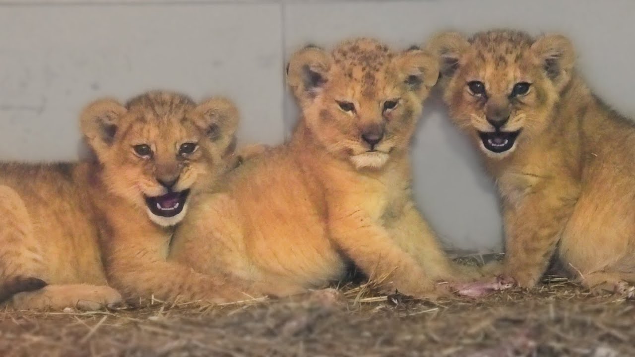 Lioness Lola gave birth to triplet cubs at Chelyabinsk . (Video)