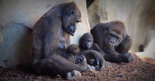 Lioness Lola gave birth to triplet cubs at Chelyabinsk . (Video)