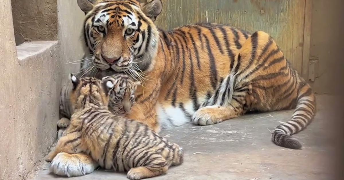 Lioness Lola gave birth to triplet cubs at Chelyabinsk . (Video)