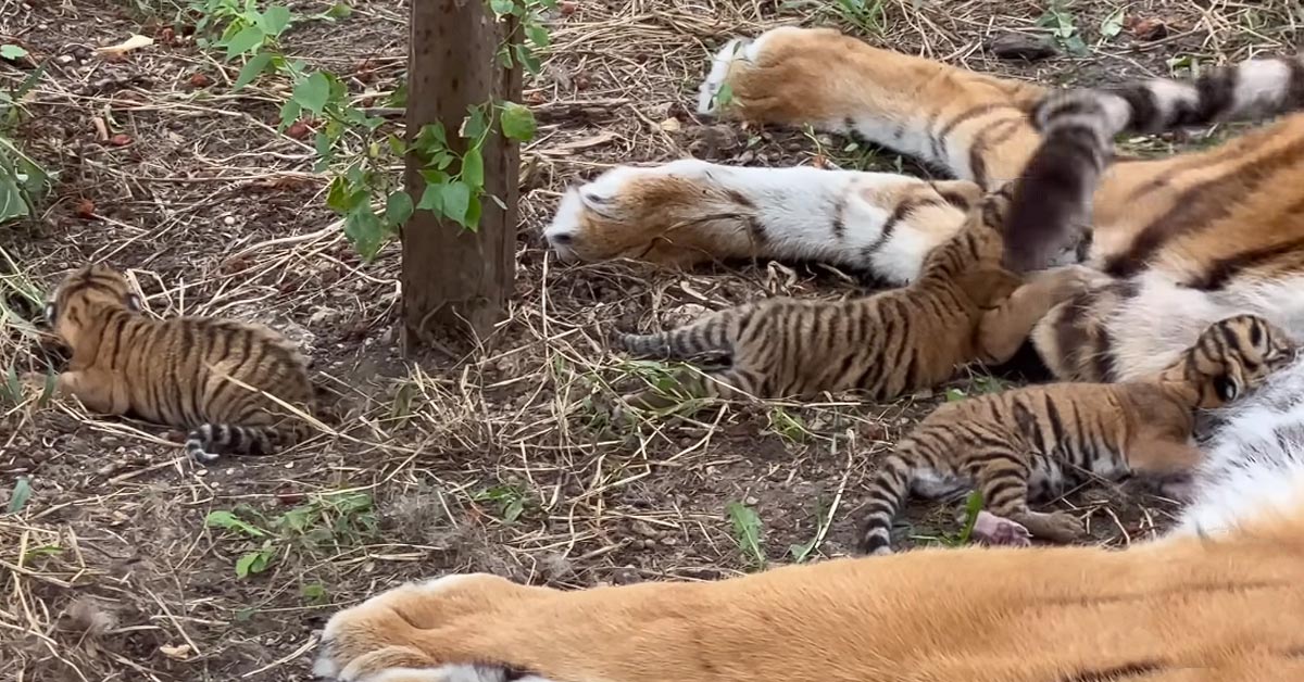 Lioness Lola gave birth to triplet cubs at Chelyabinsk . (Video)