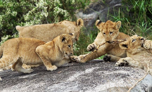 Lioness Lola gave birth to triplet cubs at Chelyabinsk . (Video)