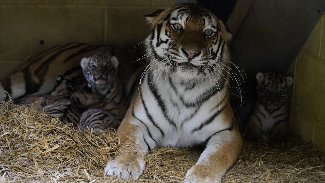 Lioness Lola gave birth to triplet cubs at Chelyabinsk . (Video)