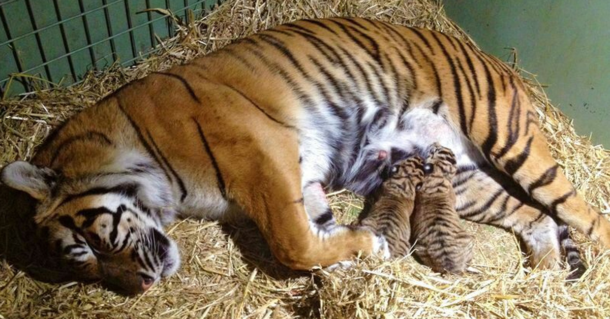 Lioness Lola gave birth to triplet cubs at Chelyabinsk . (Video)