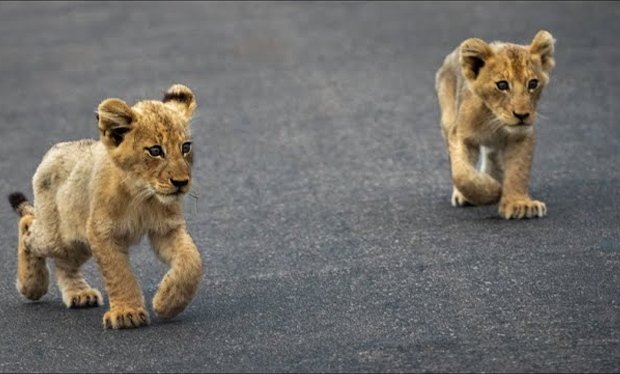 Lioness Lola gave birth to triplet cubs at Chelyabinsk . (Video)