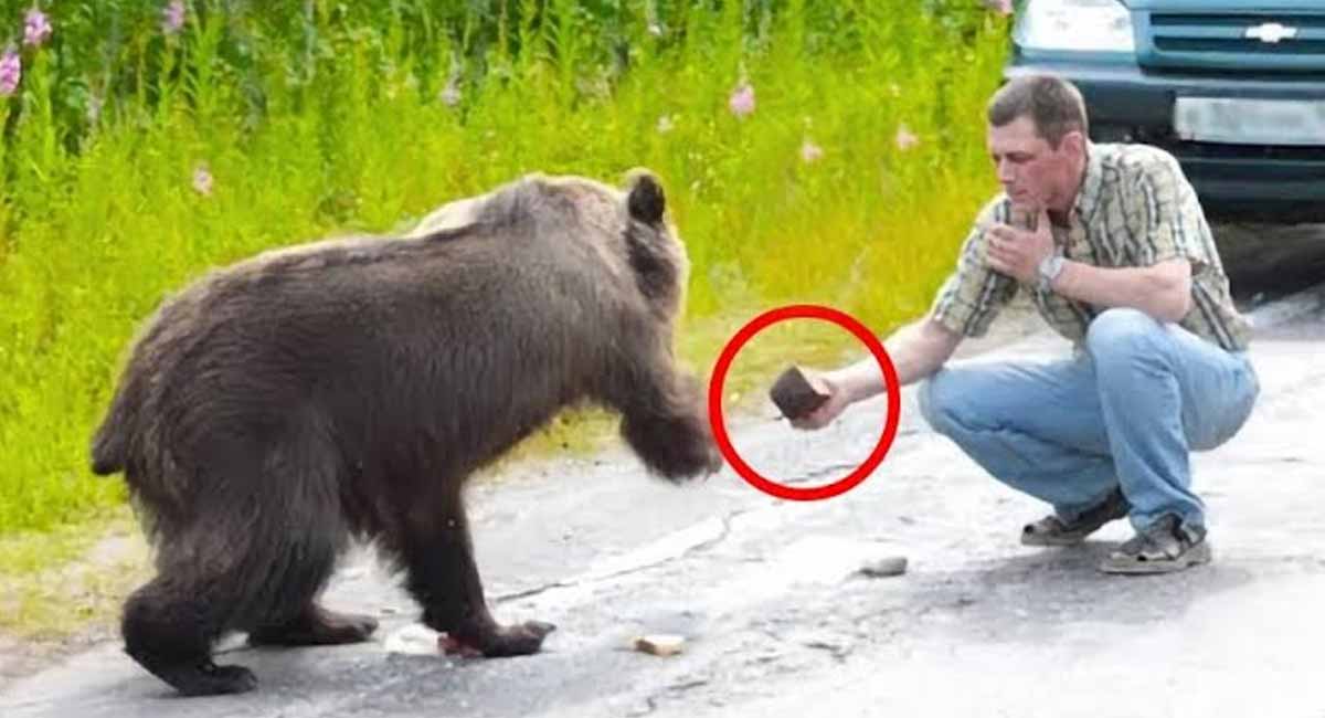 Animals A Bear Followed His Car For 10km When He Got Out Of The Car animals-a-bear-followed-his-car-for-10km-when-he-got-out-of-the-car